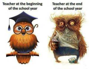 Owl Teachers